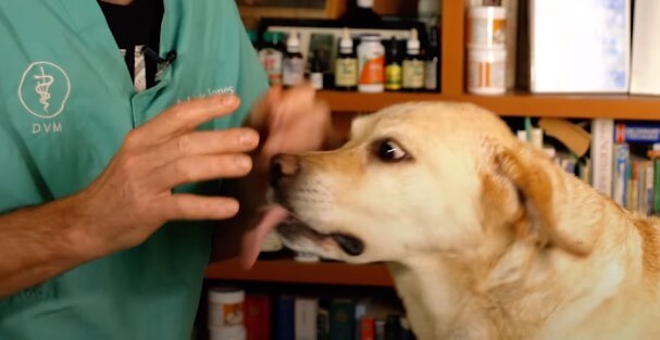  how to get rid of frito smell on dog