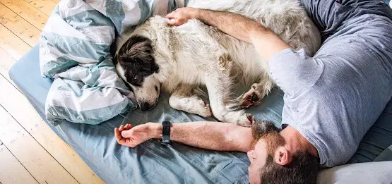  why do dogs want to sleep with you