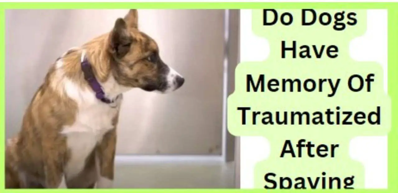 Do Dogs Have Memory Of Traumatized After Spaying