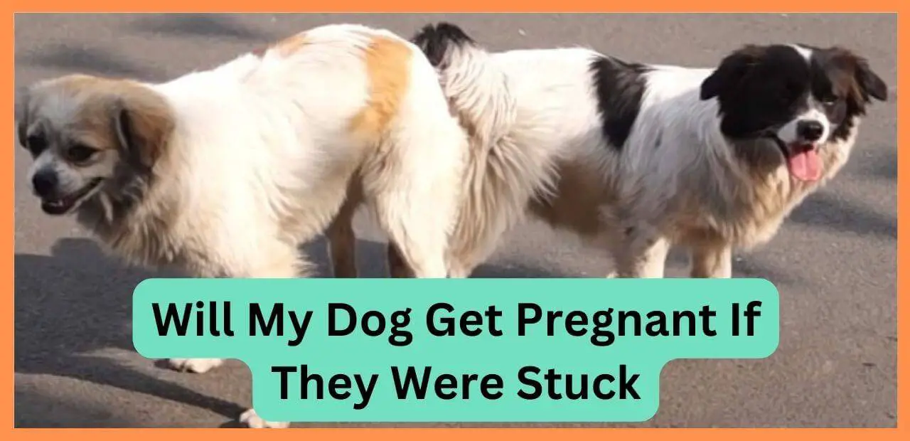 Will My Dog Get Pregnant If They Were Stuck