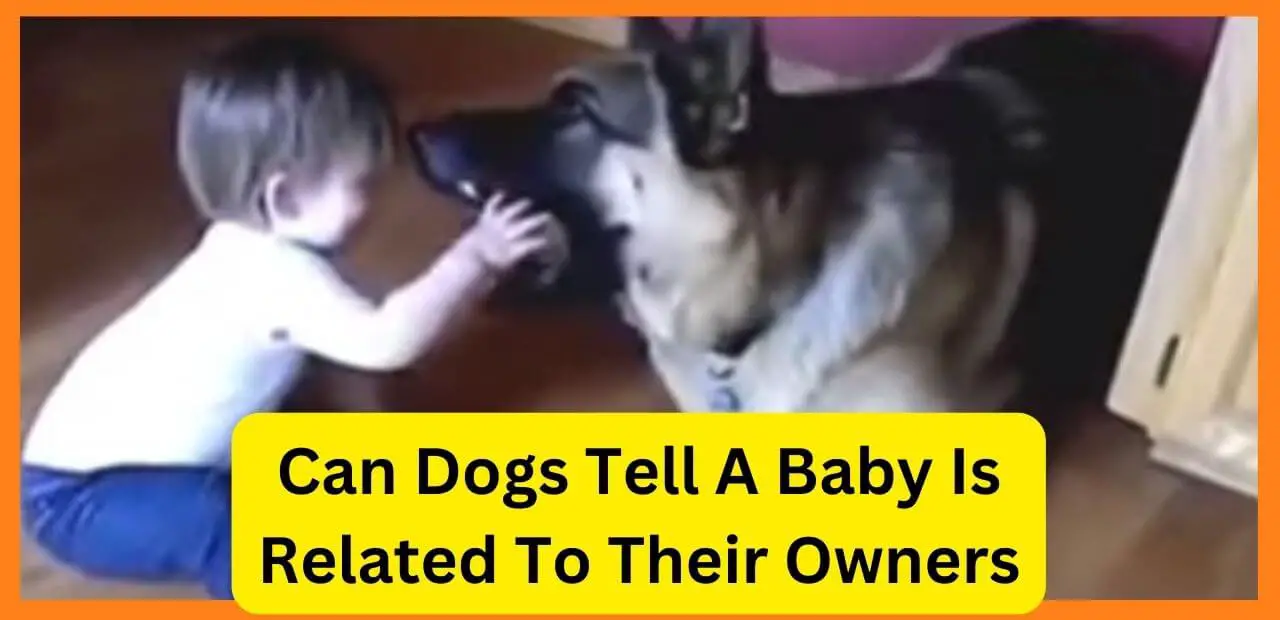 can dogs tell a baby is related to their owners