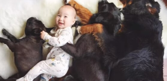Do dogs know what babies are