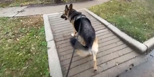 Is It Wrong For A Dog To Walk In Front Of It's Person
