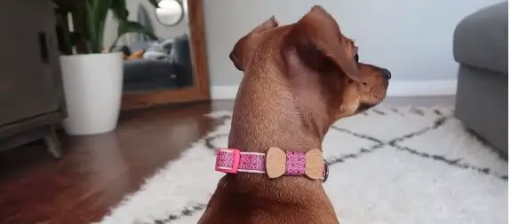 How to make a dog bracelet? 