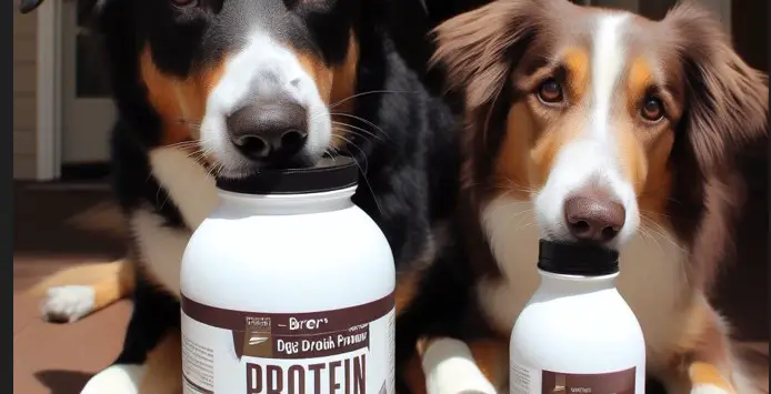 Can Dogs Drink Human Protein Shakes