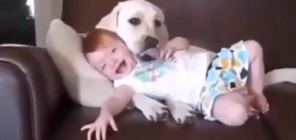  do dogs know the difference between babies and adults