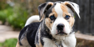 American Bulldog Husky Mix photo