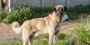 Anatolian Shepherd Dog photo