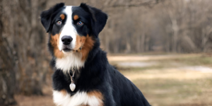 This image shows a Australian Shepherd And Doberman Mix dog sitting in a field with trees in the background. The dog has a black, white, and brown coat and is wearing a collar with a tag on it. The dog is looking directly at the camera with a curious expression.