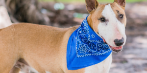 Bandana on a Dog photo