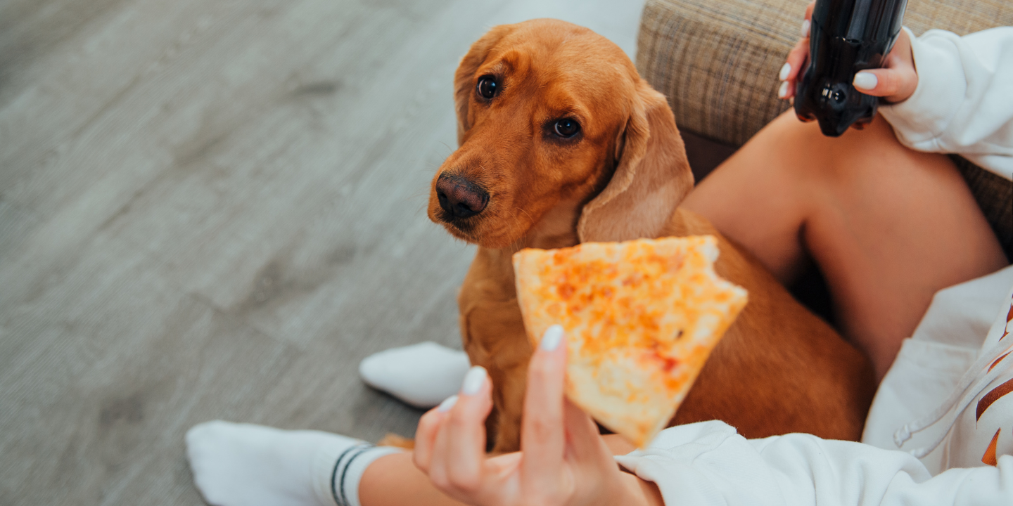 Can Dogs Safely Snack on Pizza Rolls photo