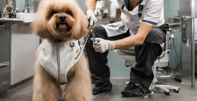 Can a Groomer Sue You if Your Dog Bites Them 2024