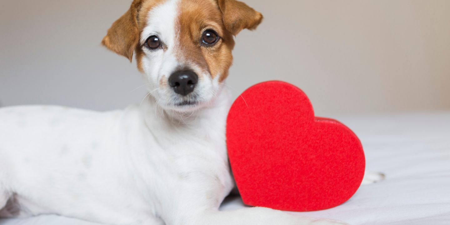 Canine Heart photo