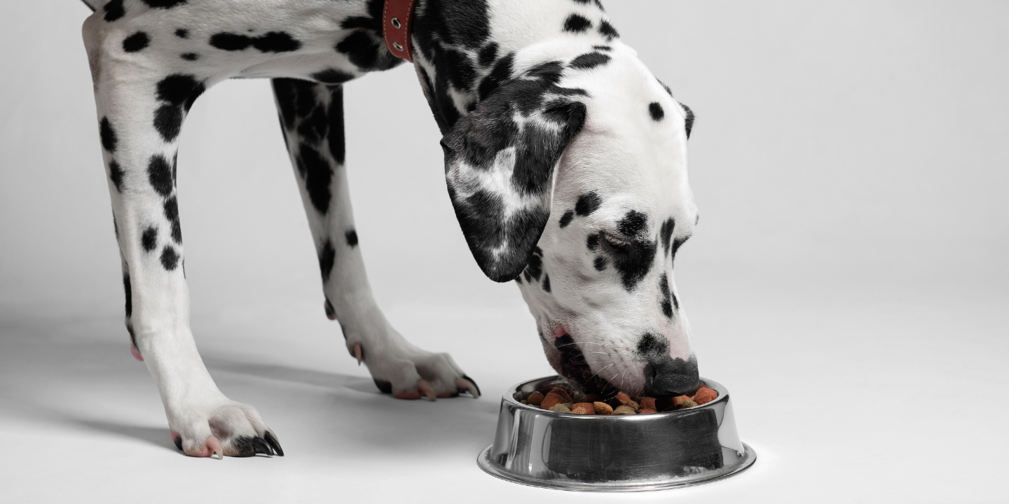 This is a black and white image of a dalmatian dog eating from a metal bowl. The dalmatian is wearing a collar and has spots on its body. The bowl is made of metal and has a handle on the side. The dalmatian's tongue is sticking out as it eats from the bowl.