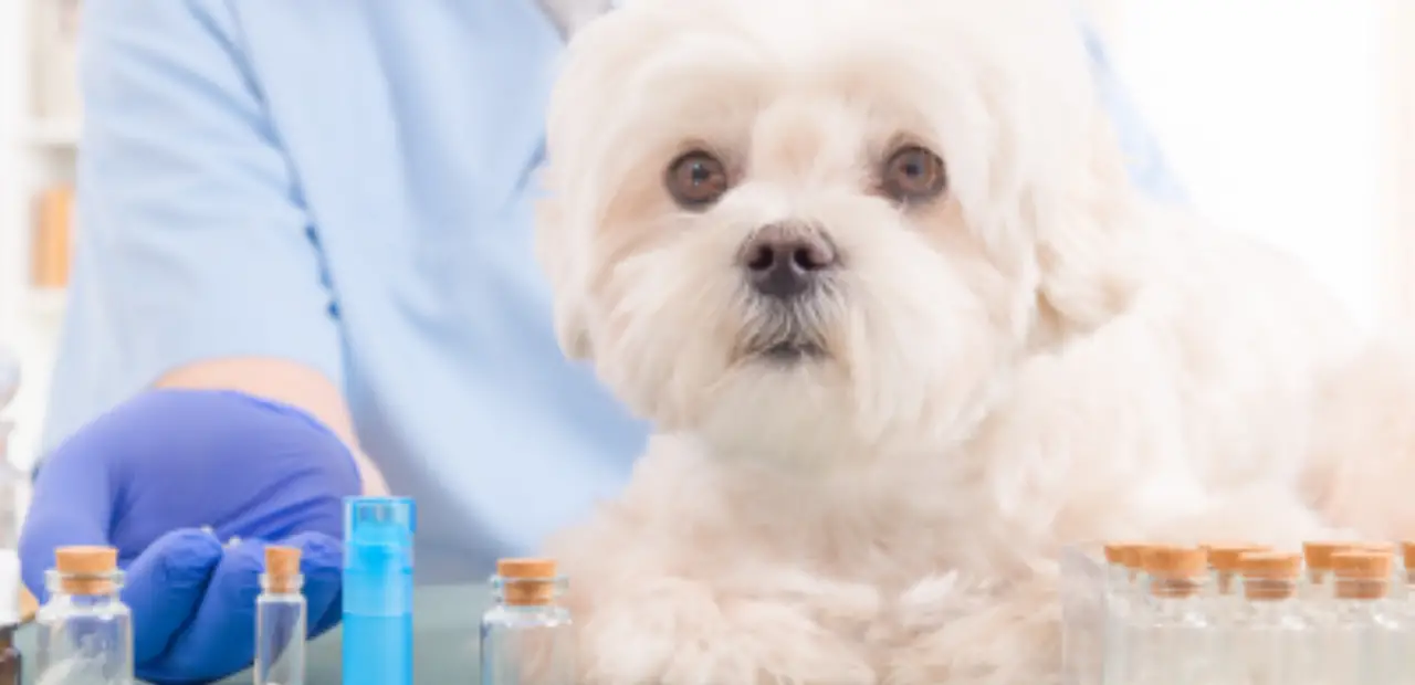 This image shows a white dog sitting at a lab table with a scientist in a lab coat and gloves next to him. The scientist is holding a Cerenia in it and the dog is looking up at him with a curious expression. The lab is well lit and has several other test tubes and equipment on the table.
