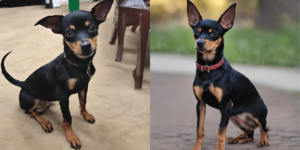 Chihuahua Doberman Mix photo