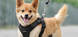 Dammei Dog Harnesses photo