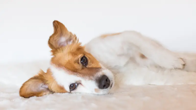 This image shows a small brown and white dog lying on a white blanket with its head resting on its paws. The dog's ears are perked up and its tail is wagging. The background is a white wall.