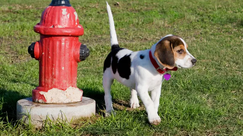 Dog and fire hydrant 2024