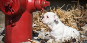 Dog and fire hydrant photo