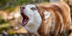 Dog barks at a stranger photo