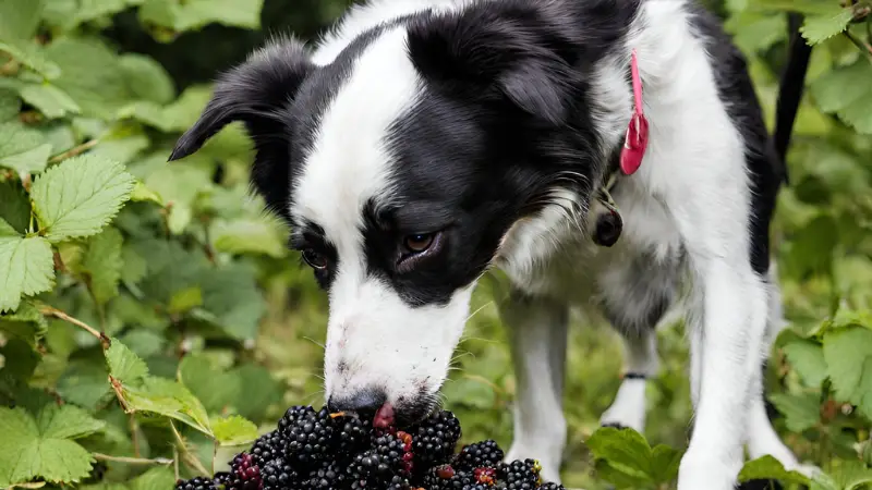 Dog eats blackberries 2024