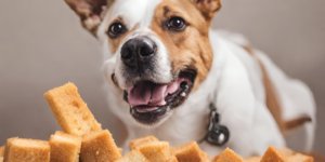 Dogs Eat Croutons photo