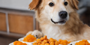 Dogs Eat Orange Chicken