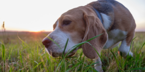 Dogs Eat Soil photo