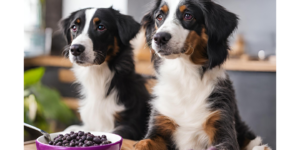 Dogs Enjoy Acai Safely photo