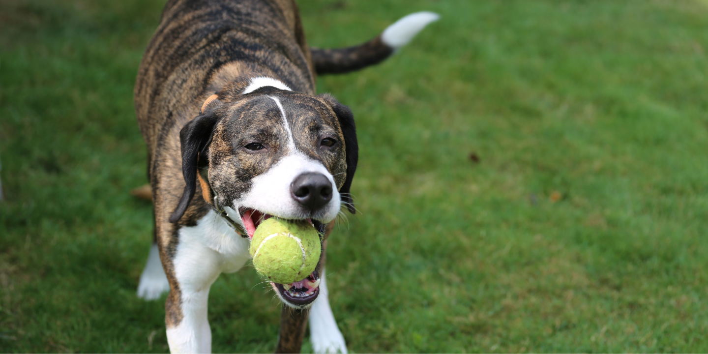 Dogs Love Tennis Balls photo