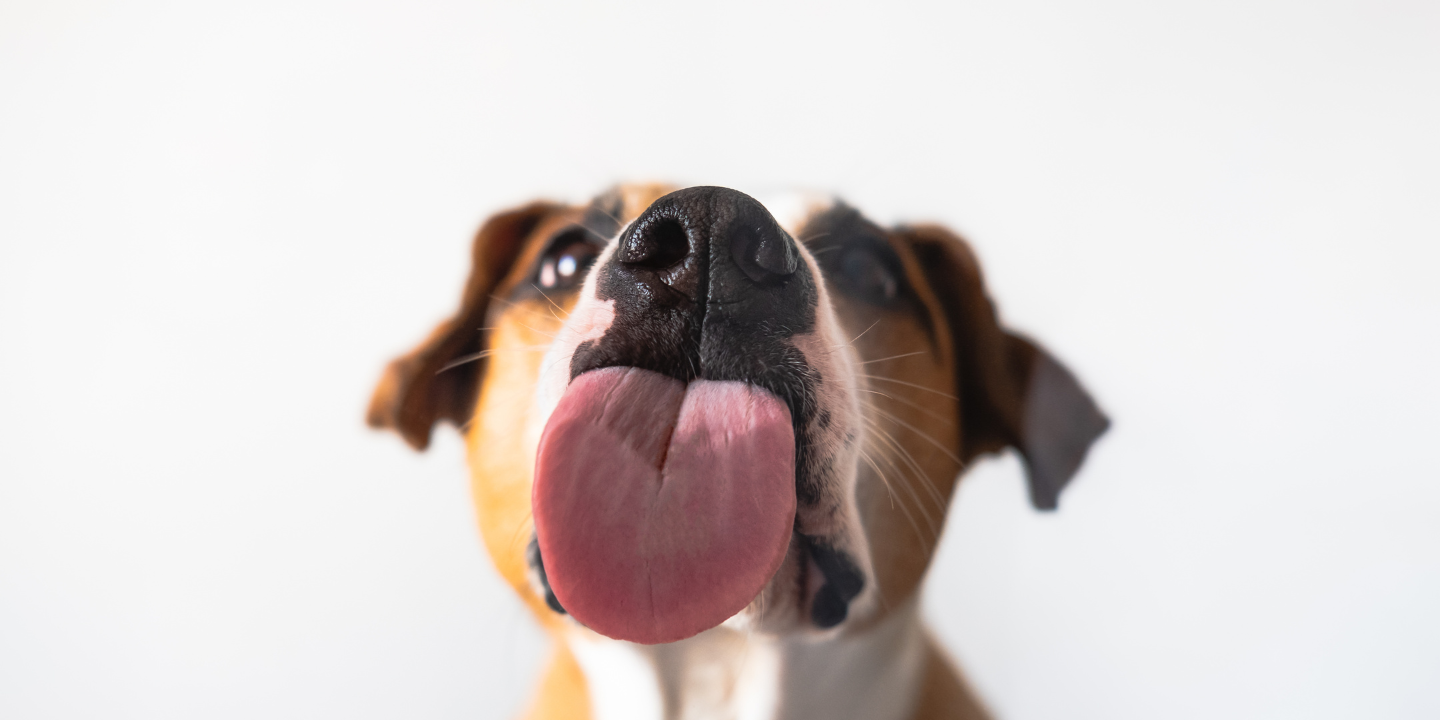 Dogs’ Mouth-Trembles Post-Lick photo