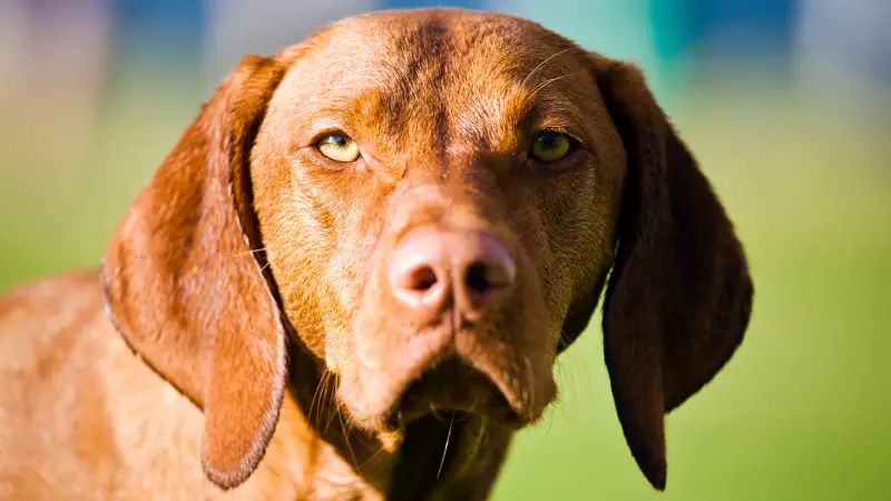This image shows a brown dog with long ears and a black nose looking straight into the camera with a serious expression. The background is a green field with tall grass.
