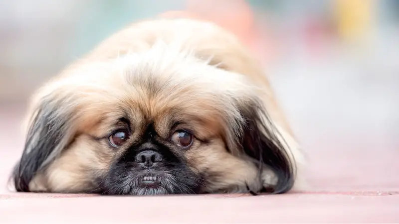 This image shows a small, fluffy dog lying on the ground with its eyes closed. The dog has long, shaggy hair that covers its face and most of its body. Its ears are floppy and its tail is curled up behind it. The background of the image is a busy street with people and cars passing by.