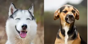 The first image shows a brown and white husky dog with its mouth open and tongue out. The second image shows a brown and white husky dog with its mouth closed and tongue in.