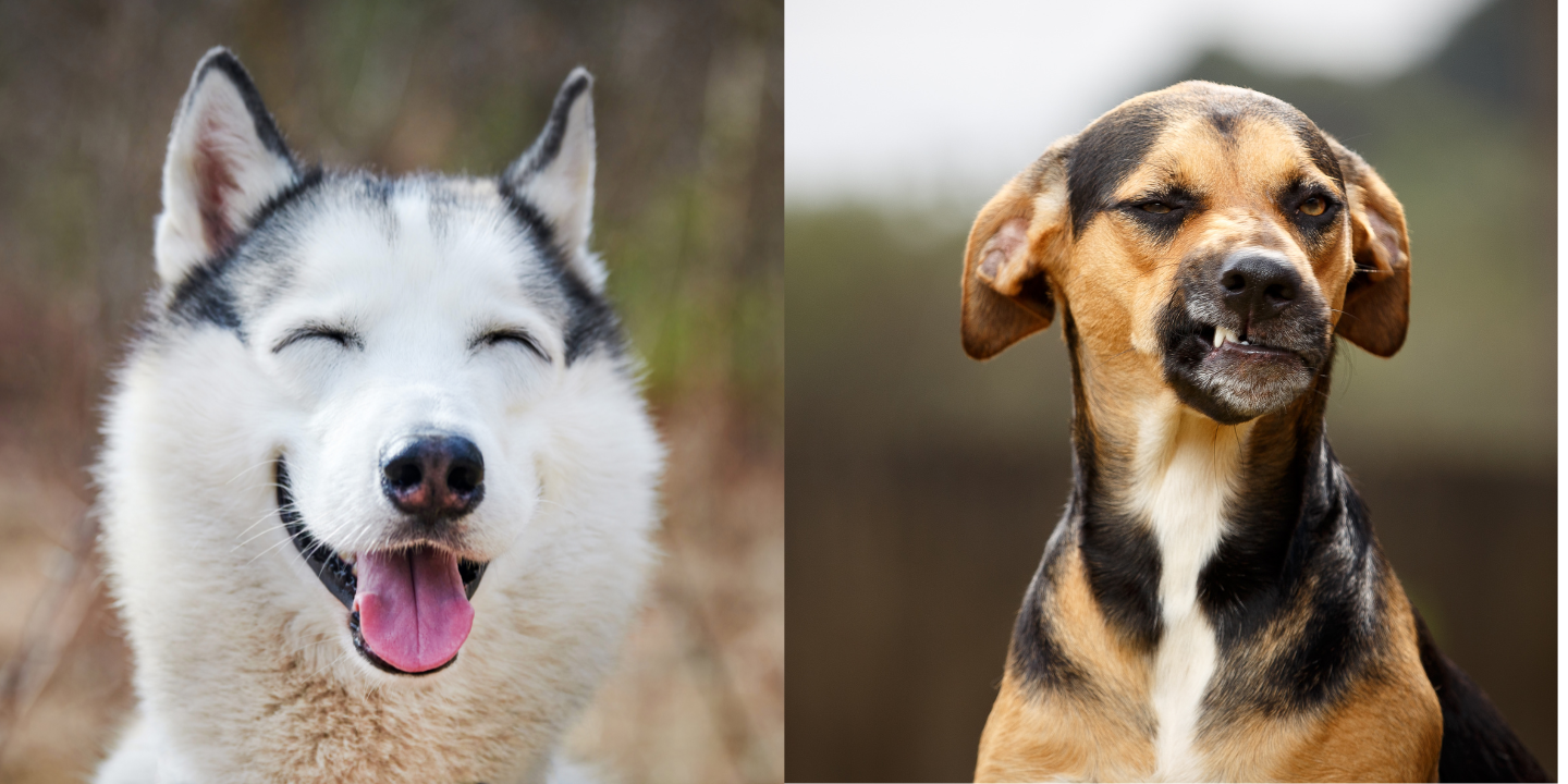 The first image shows a brown and white husky dog with its mouth open and tongue out. The second image shows a brown and white husky dog with its mouth closed and tongue in.