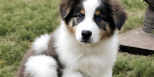 Great Pyrenees Australian Shepherd Mix photo