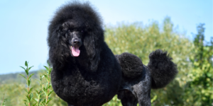 Poodles photo