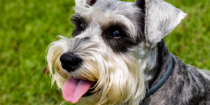 Schnauzers photo