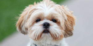 Shih Tzus photo