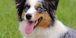 Short-Haired Australian Shepherds photo