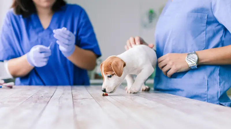 The Cost of Alizin Injection for Dogs 2024