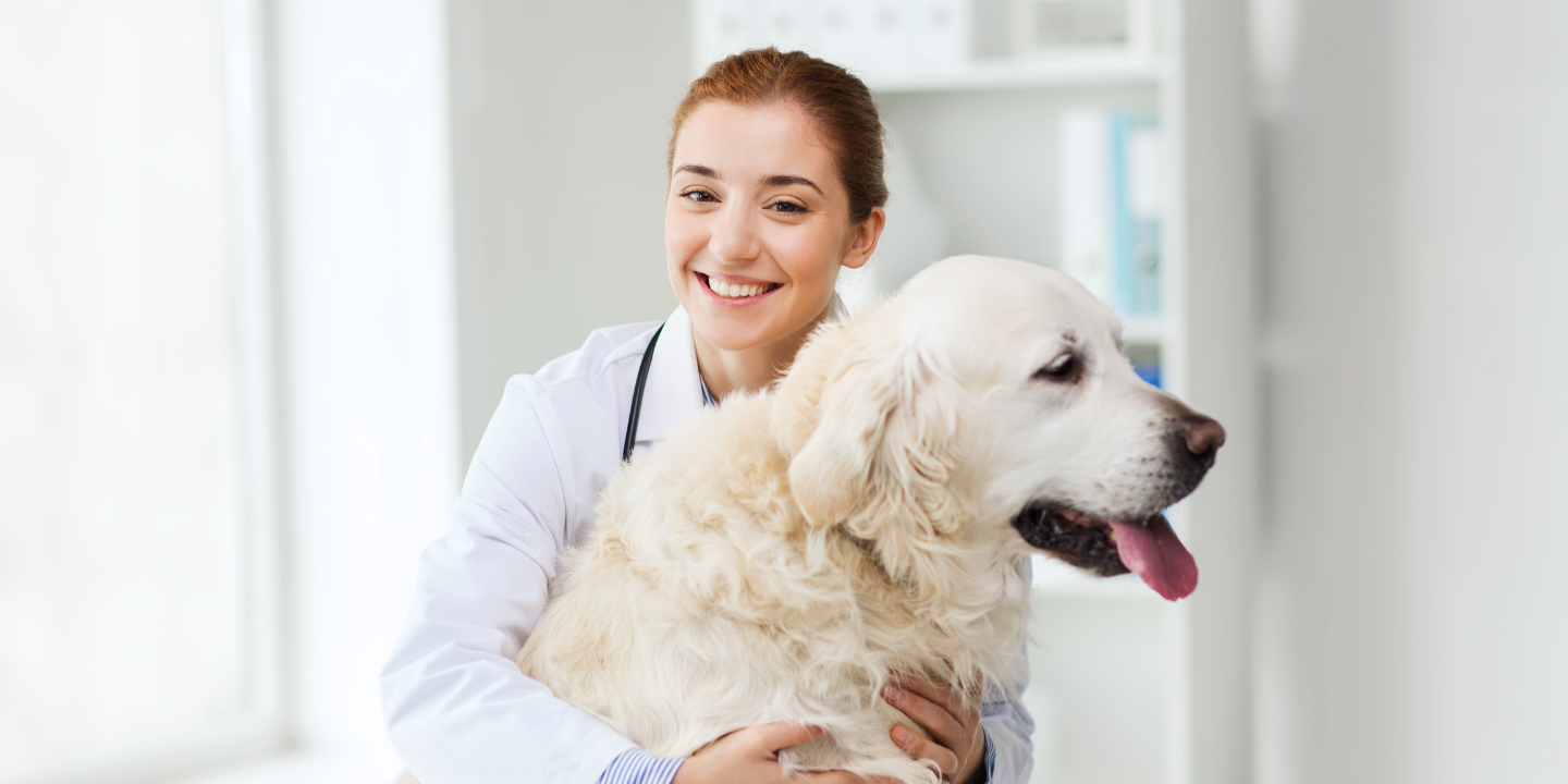 The Cost of Alizin Injection for Dogs photo