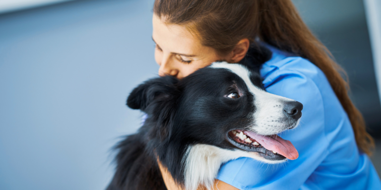 The Process of Euthanizing a Dog with Benadryl - Dogs Info Blog