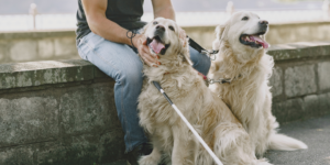 Train a Service Dog photo