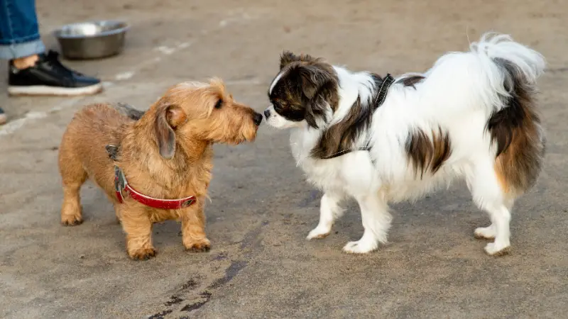 Two dogs sniffing each other 2024