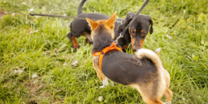 Two dogs sniffing each other photo