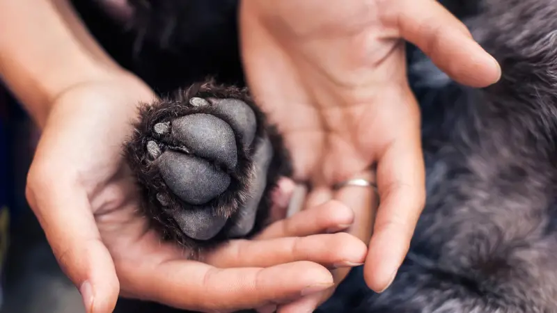 Unveiling the Mystery Why is Your Dog’s Paw Pad Peeling 2024