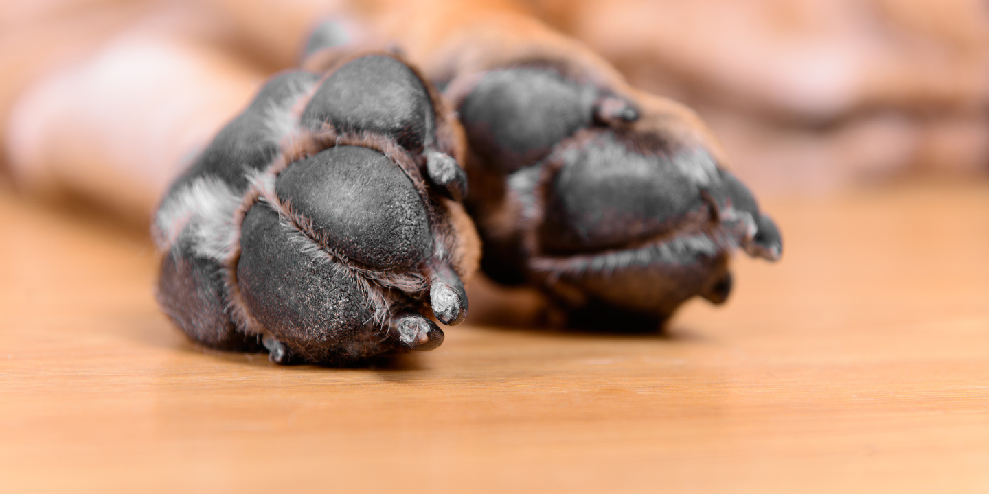 Unveiling the Mystery Why is Your Dog’s Paw Pad Peeling photo