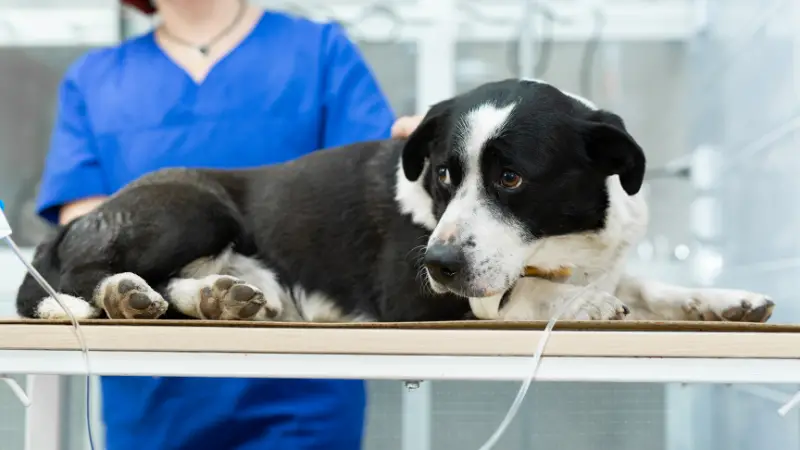 This is a black and white dog laying on a table in a veterinary clinic. The dog is wearing a blue collar and is being examined by a veterinarian. The veterinarian is holding a stethoscope to the dog's chest and listening to its heartbeat.